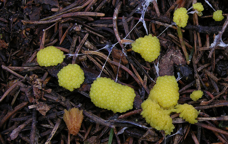 Stemonitis  flavogenita / lignicola